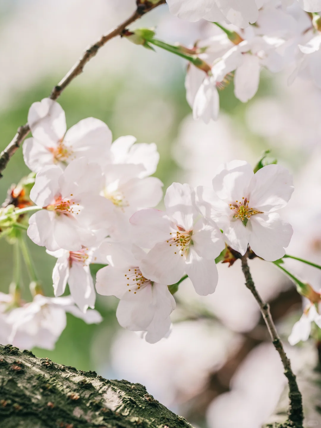 接下来的鼋头渚🌸将迎来万万次的春和景明