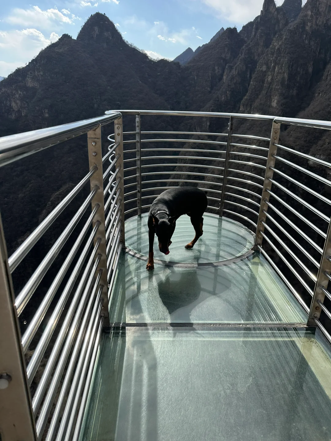 北京宠物友好4A景区上大分!!