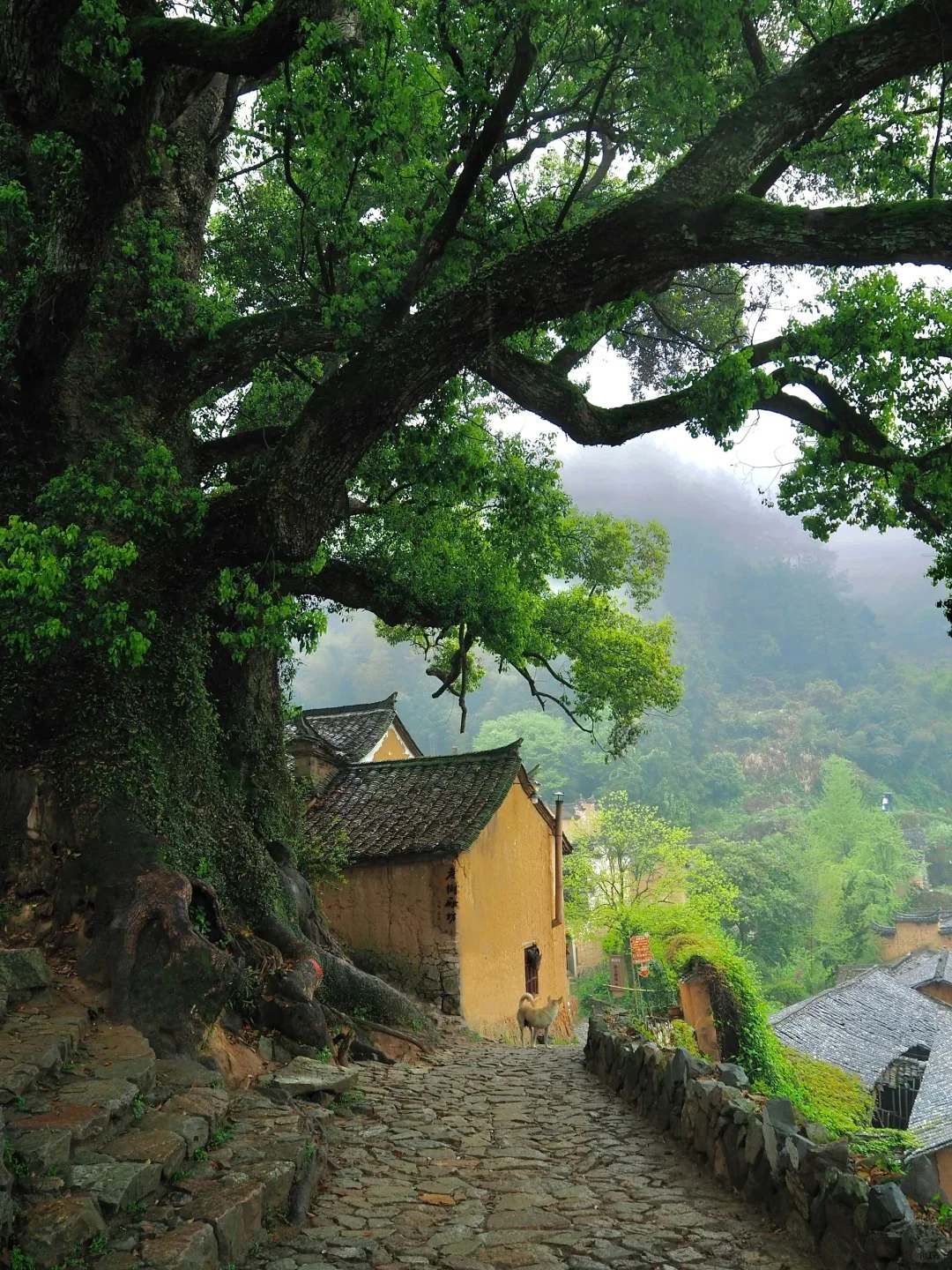 来丽水，这九个景点绝不容错过！🌟