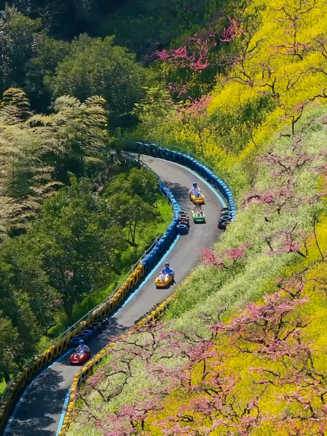 杭州1h❗️我找了春日限定的金色浪漫🌼🌼🌼