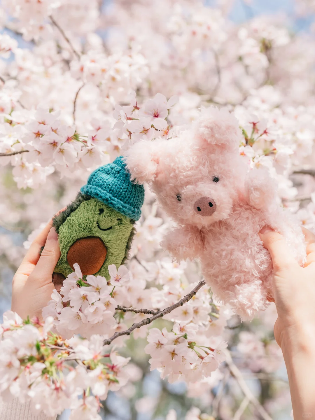 接下来的鼋头渚🌸将迎来万万次的春和景明