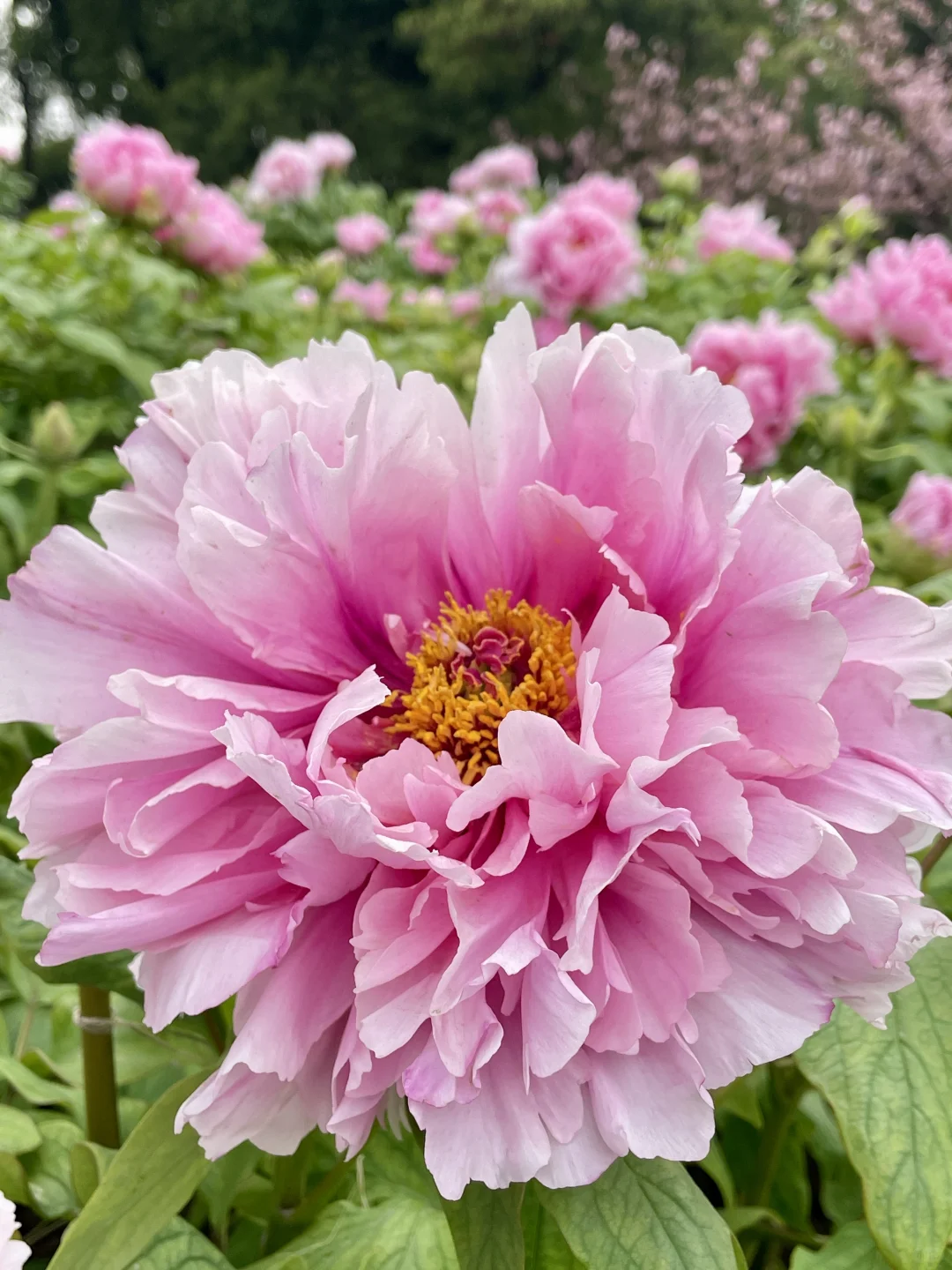 藏在东湖的小众景点，牡丹开爆了！