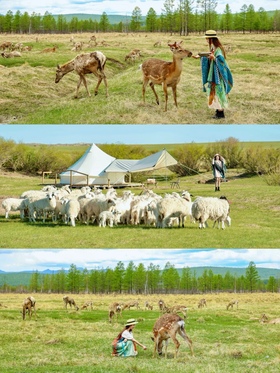 “我这一生,总有一个夏天要留给呼伦贝尔‼️”