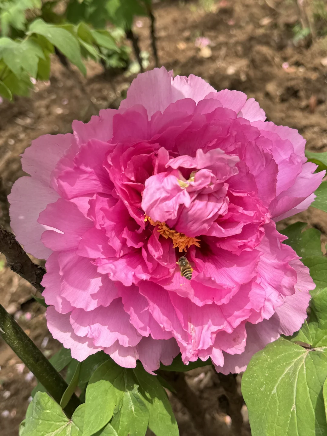 藏在东湖的小众景点，牡丹开爆了！