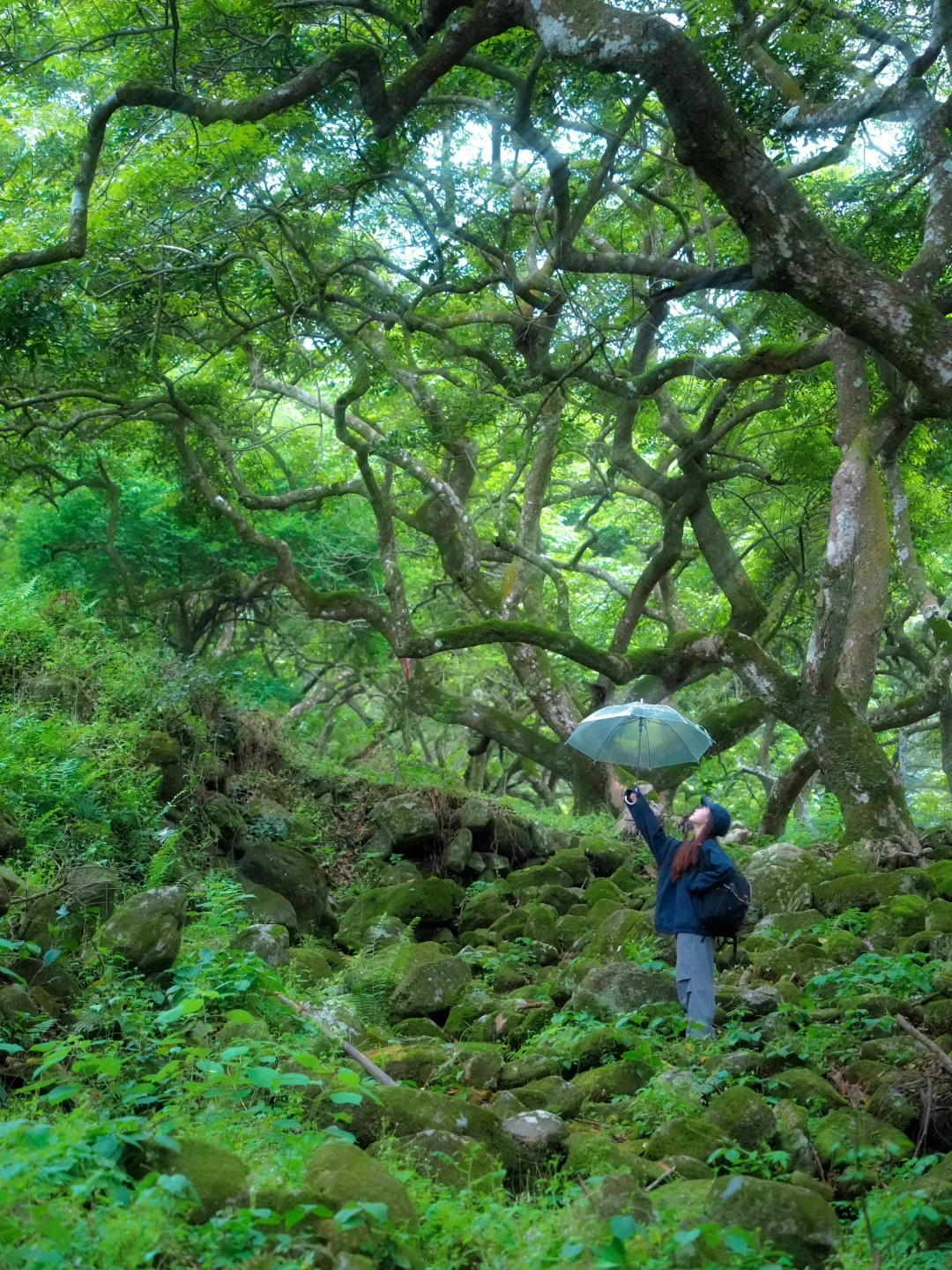 广州8️⃣条踏春徒步路线⛰️人少景美且轻松！！