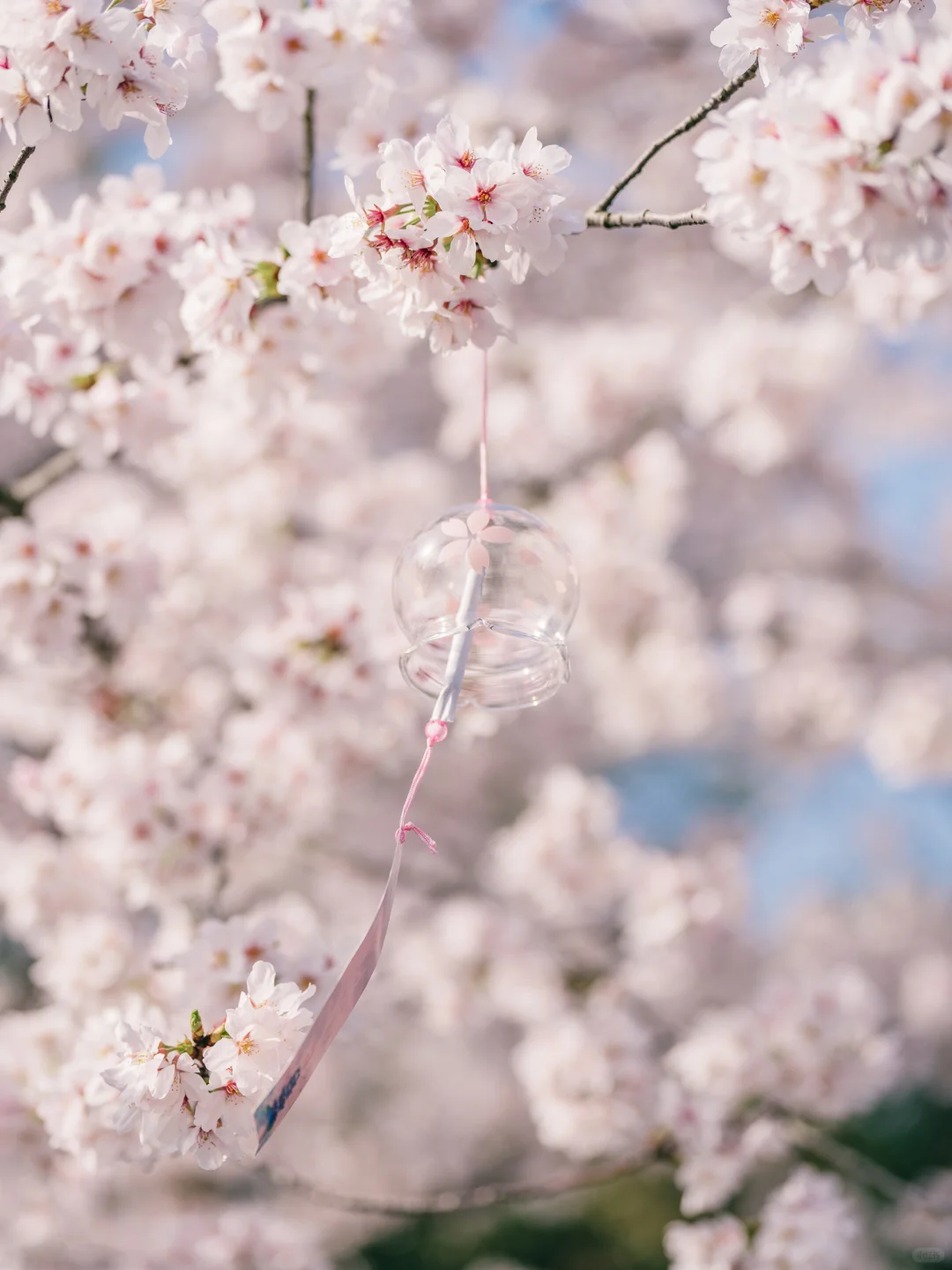 接下来的鼋头渚🌸将迎来万万次的春和景明