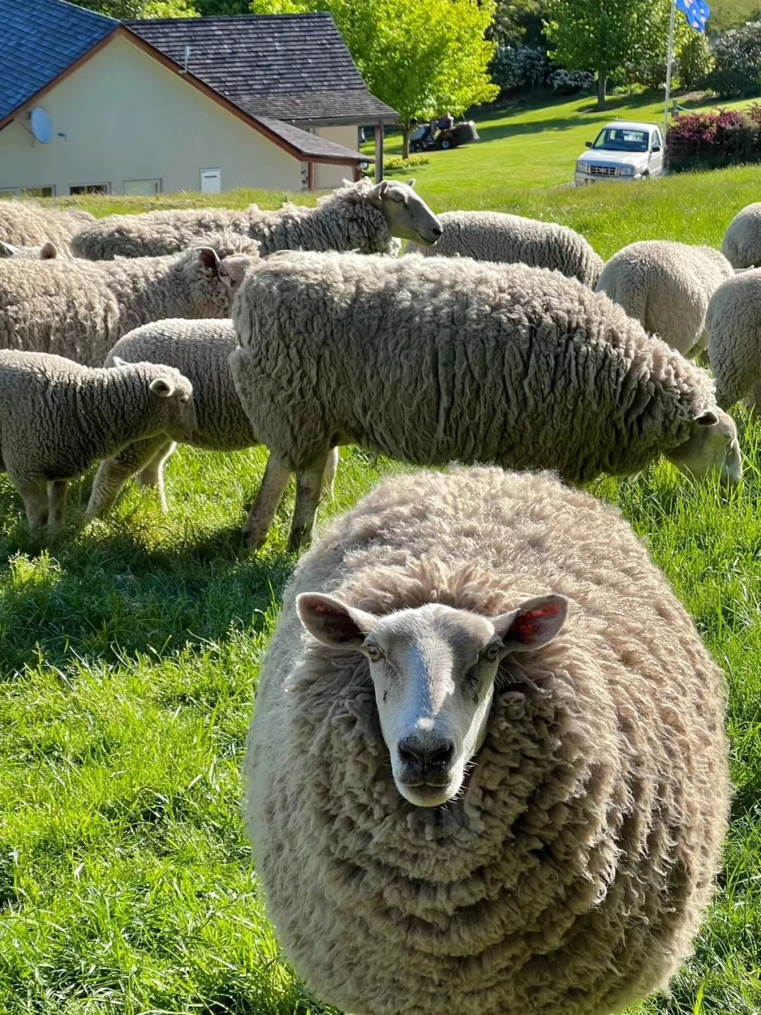 3.19新西兰已回,根本不像xhs说的那样。。