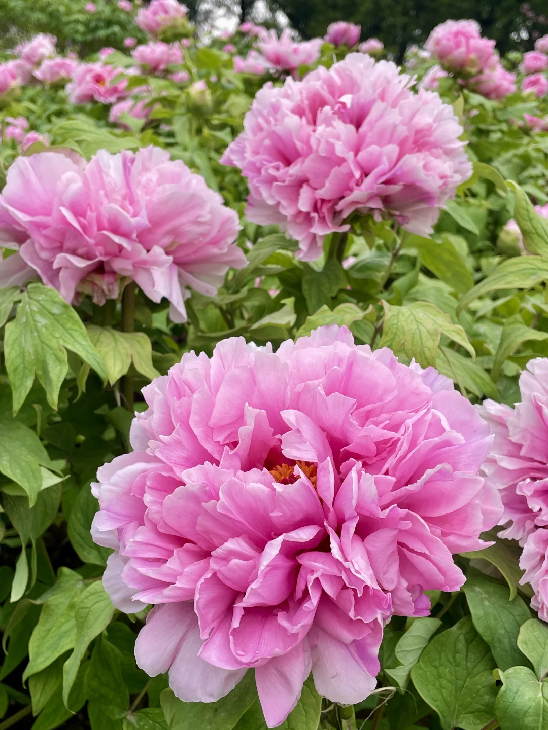 藏在东湖的小众景点，牡丹开爆了！