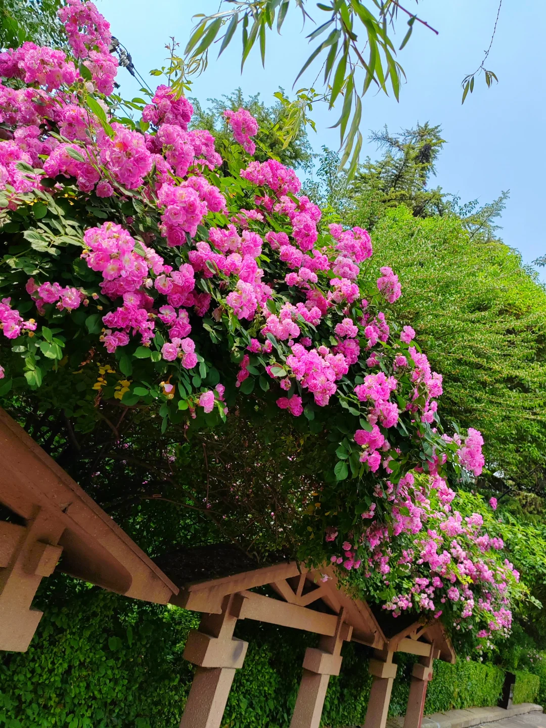 济南护城河水磨坊｜亲水栈道🌲绿意盎然