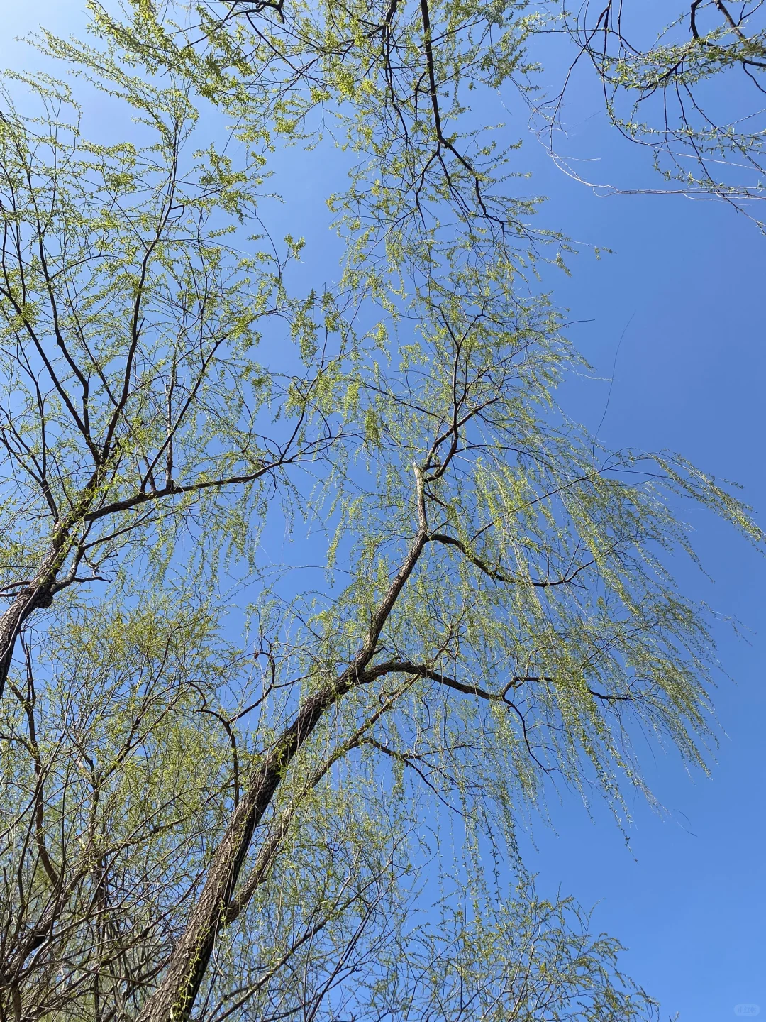 清明旅游｜解锁邯郸宝藏踏青好去处🌸