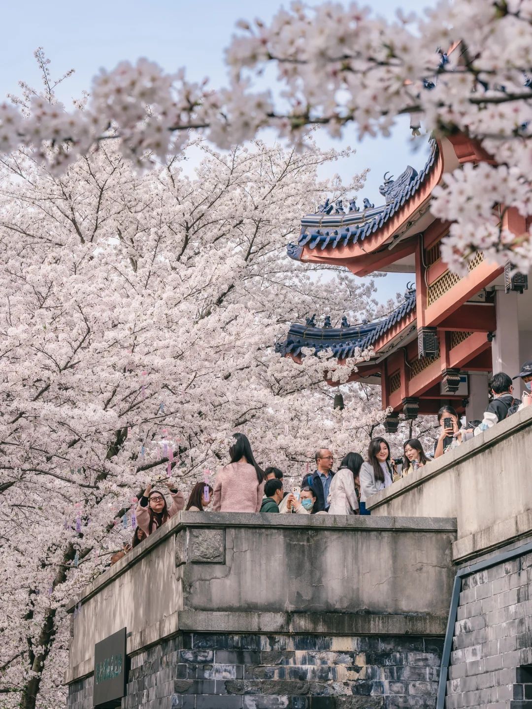 接下来的鼋头渚🌸将迎来万万次的春和景明