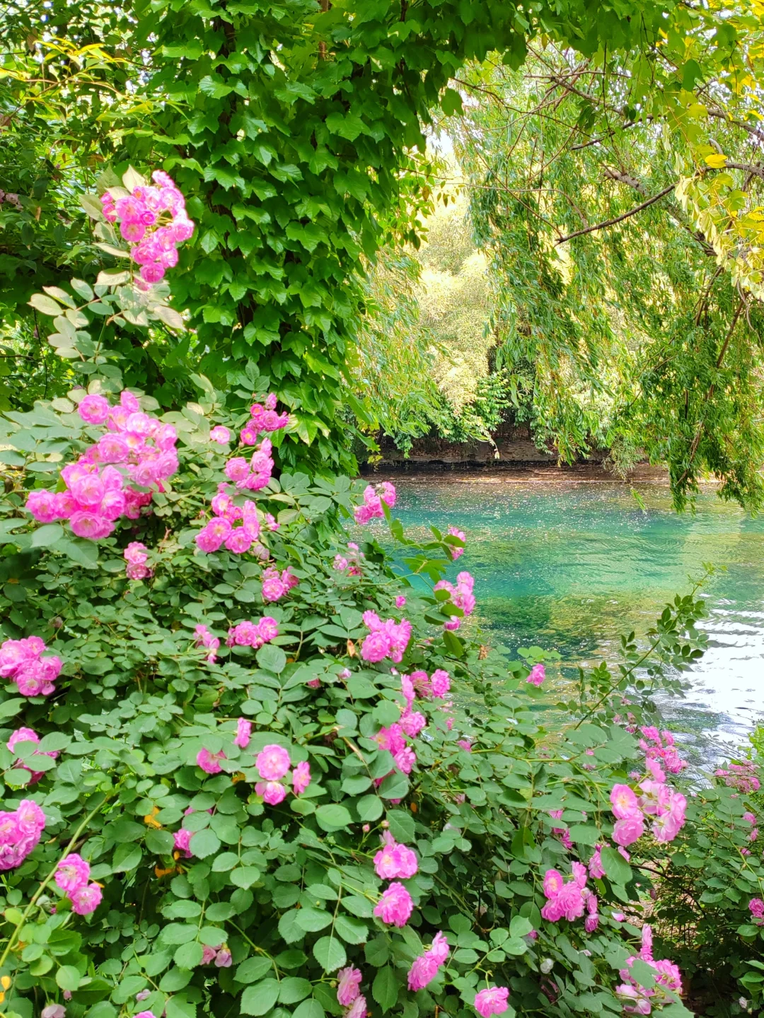 济南护城河水磨坊｜亲水栈道🌲绿意盎然