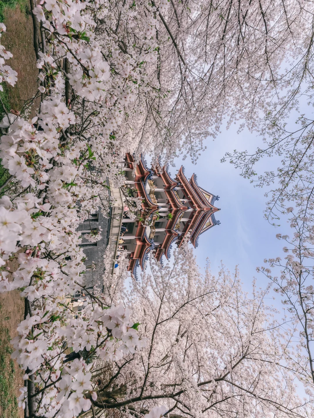 接下来的鼋头渚🌸将迎来万万次的春和景明