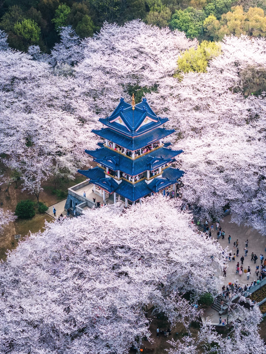 接下来的鼋头渚🌸将迎来万万次的春和景明