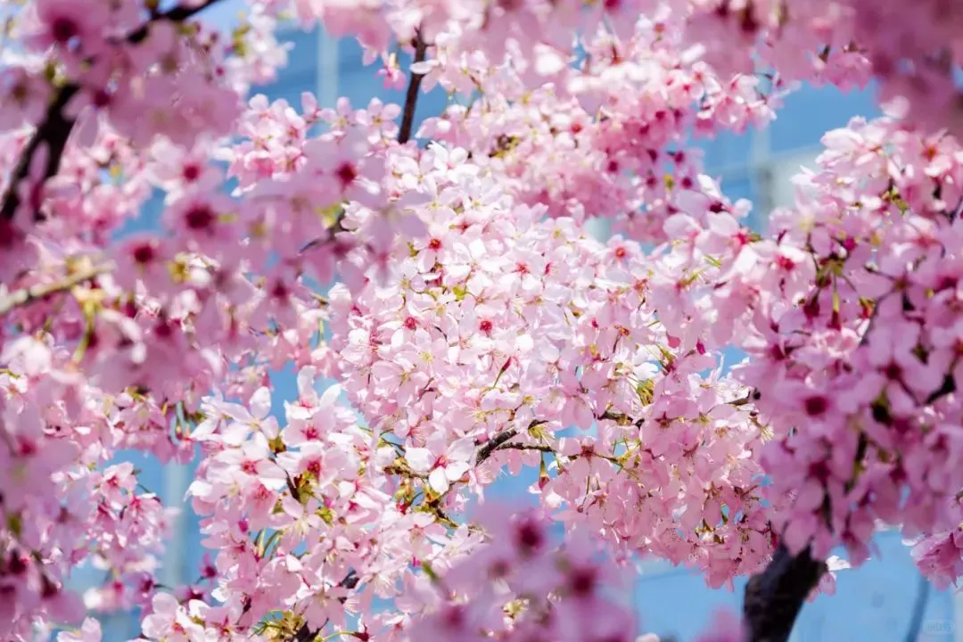 杭州樱花园旅游攻略