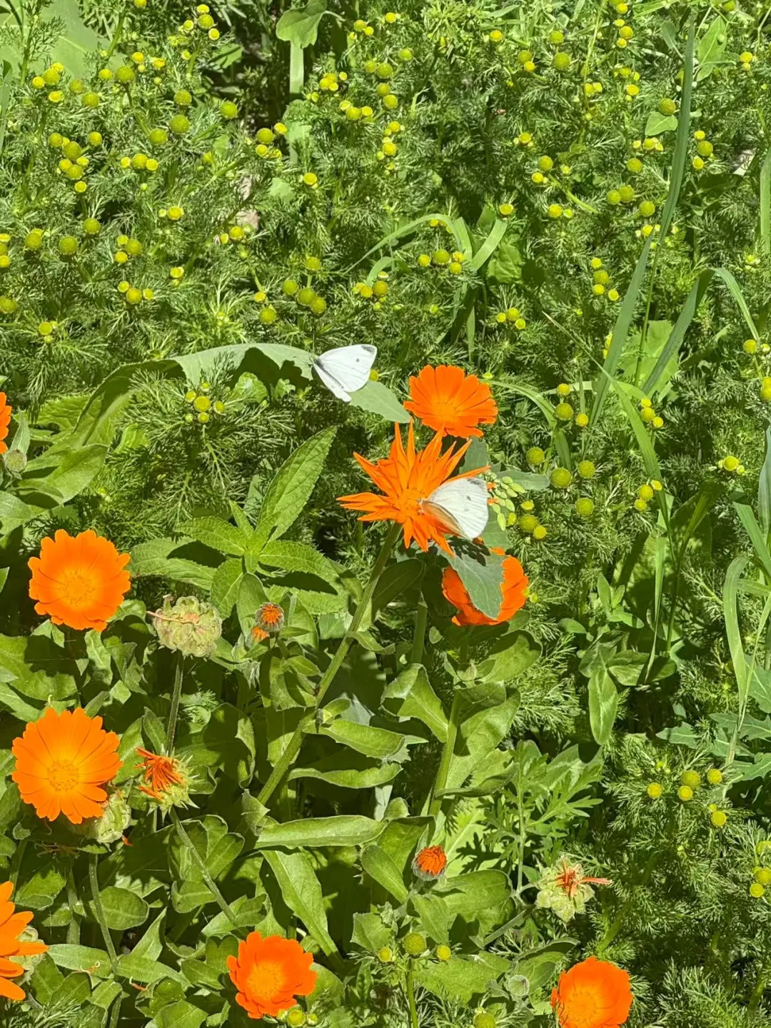 夏塔景区门口私藏小院民宿✨
