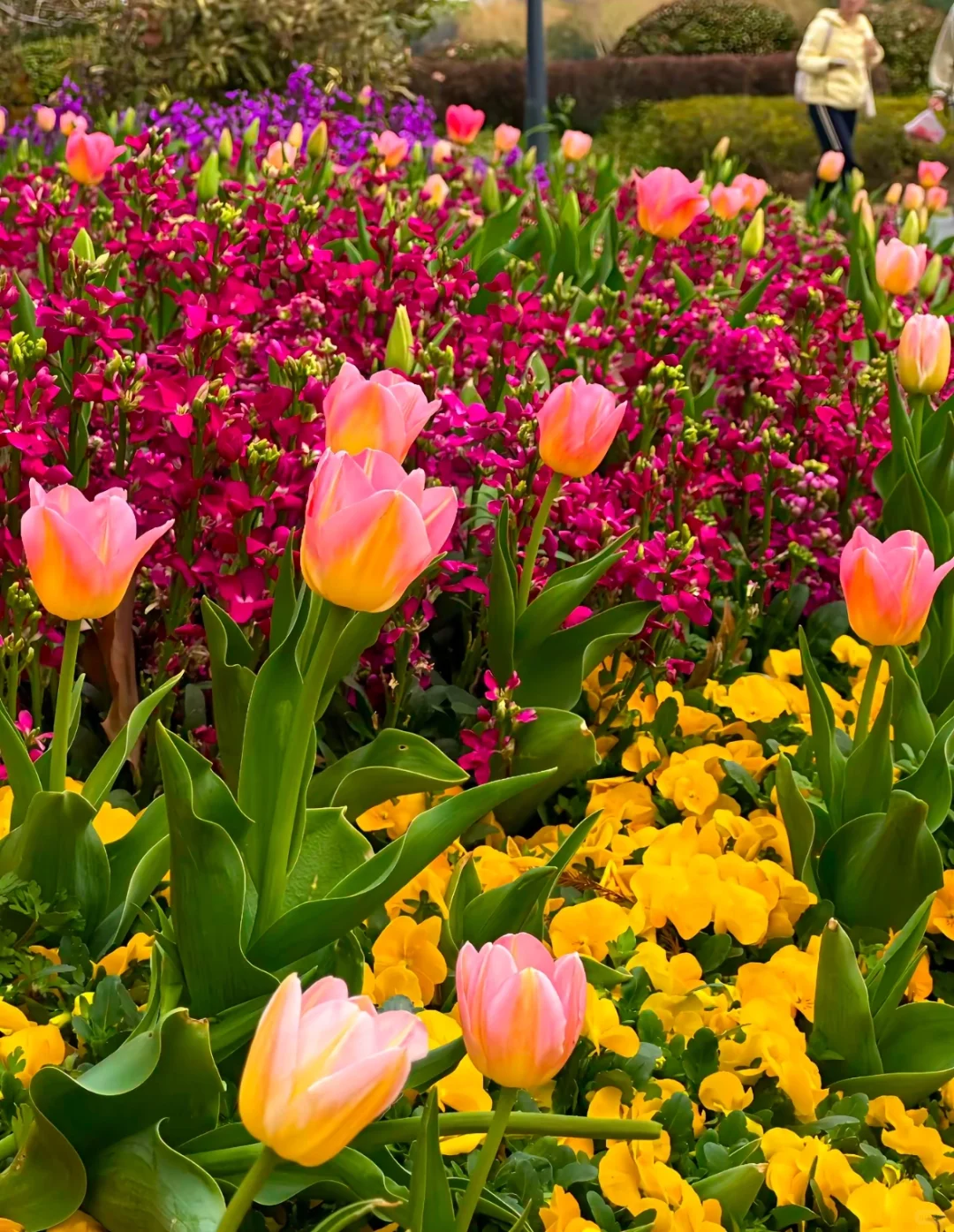 南京玄武湖旅游攻略!