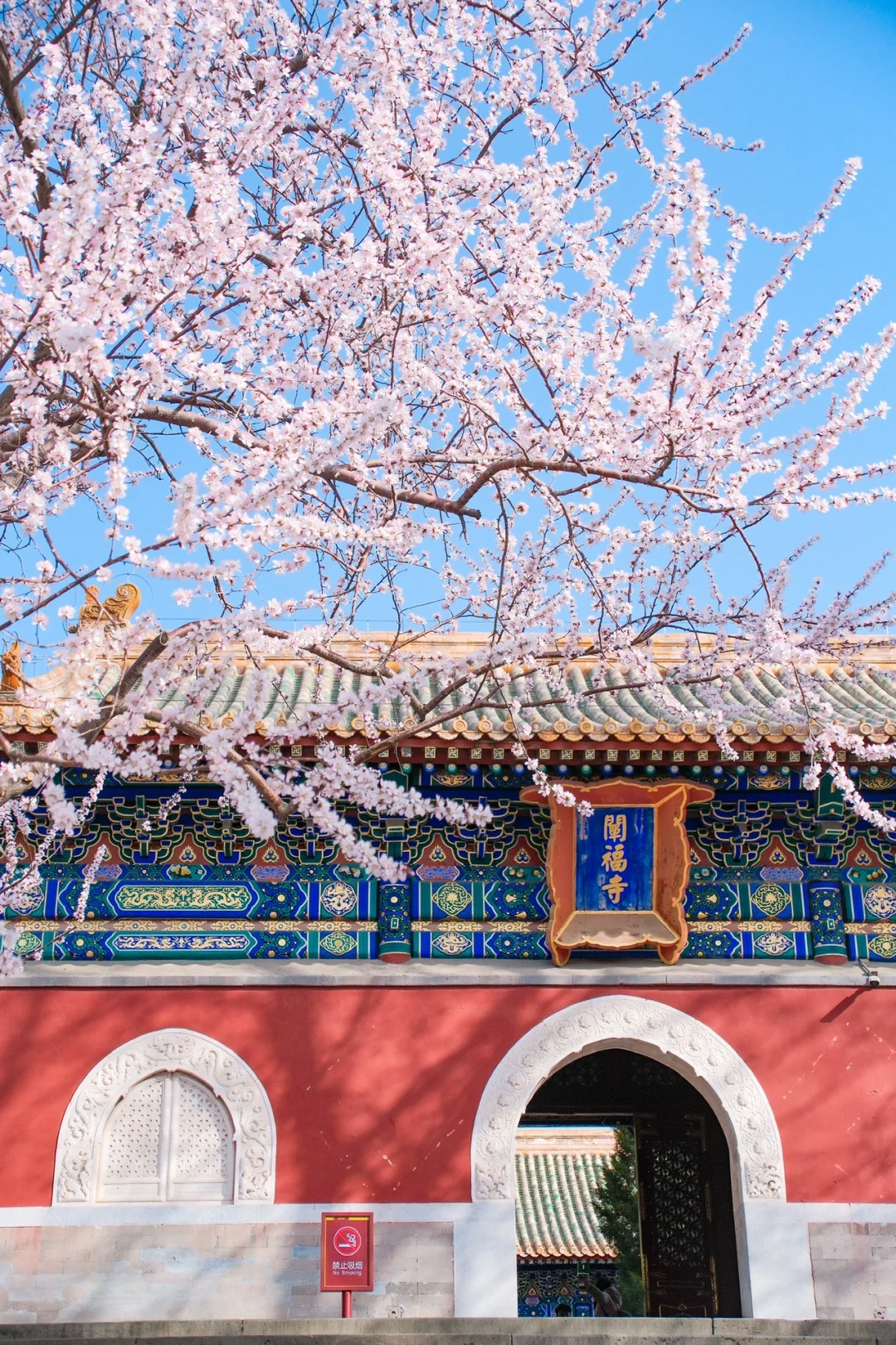 这一刻🌸春和景明具象化了🌷