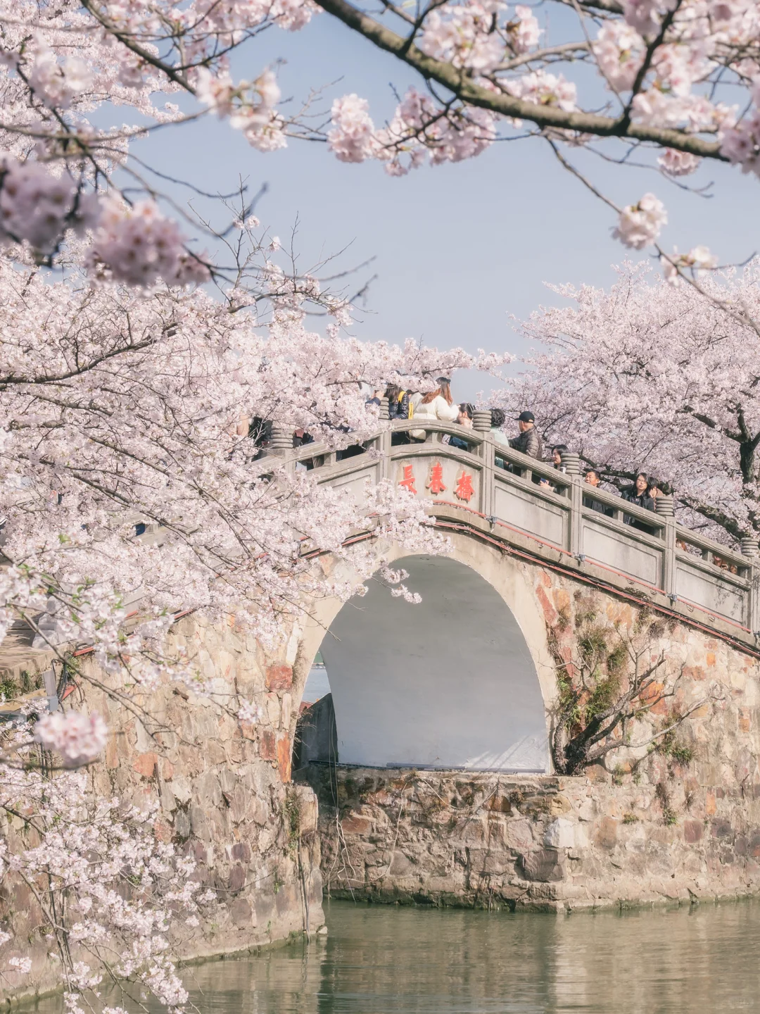 接下来的鼋头渚🌸将迎来万万次的春和景明