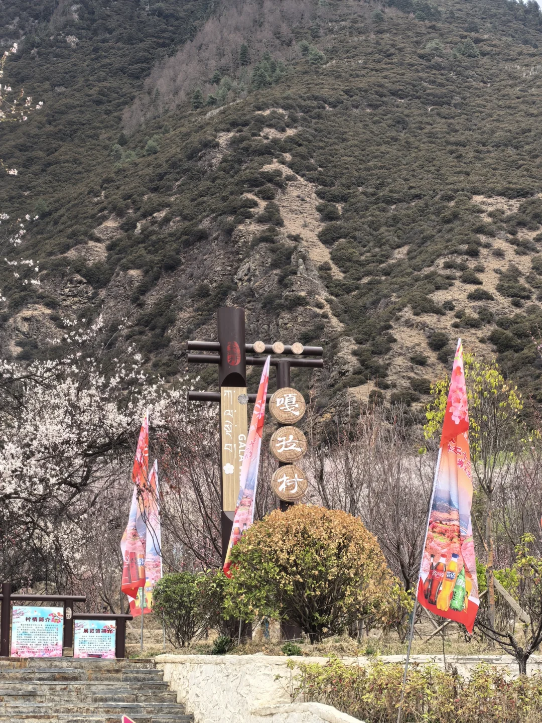 🍑林芝嘎拉桃花村 | 没进景区，却挖到宝