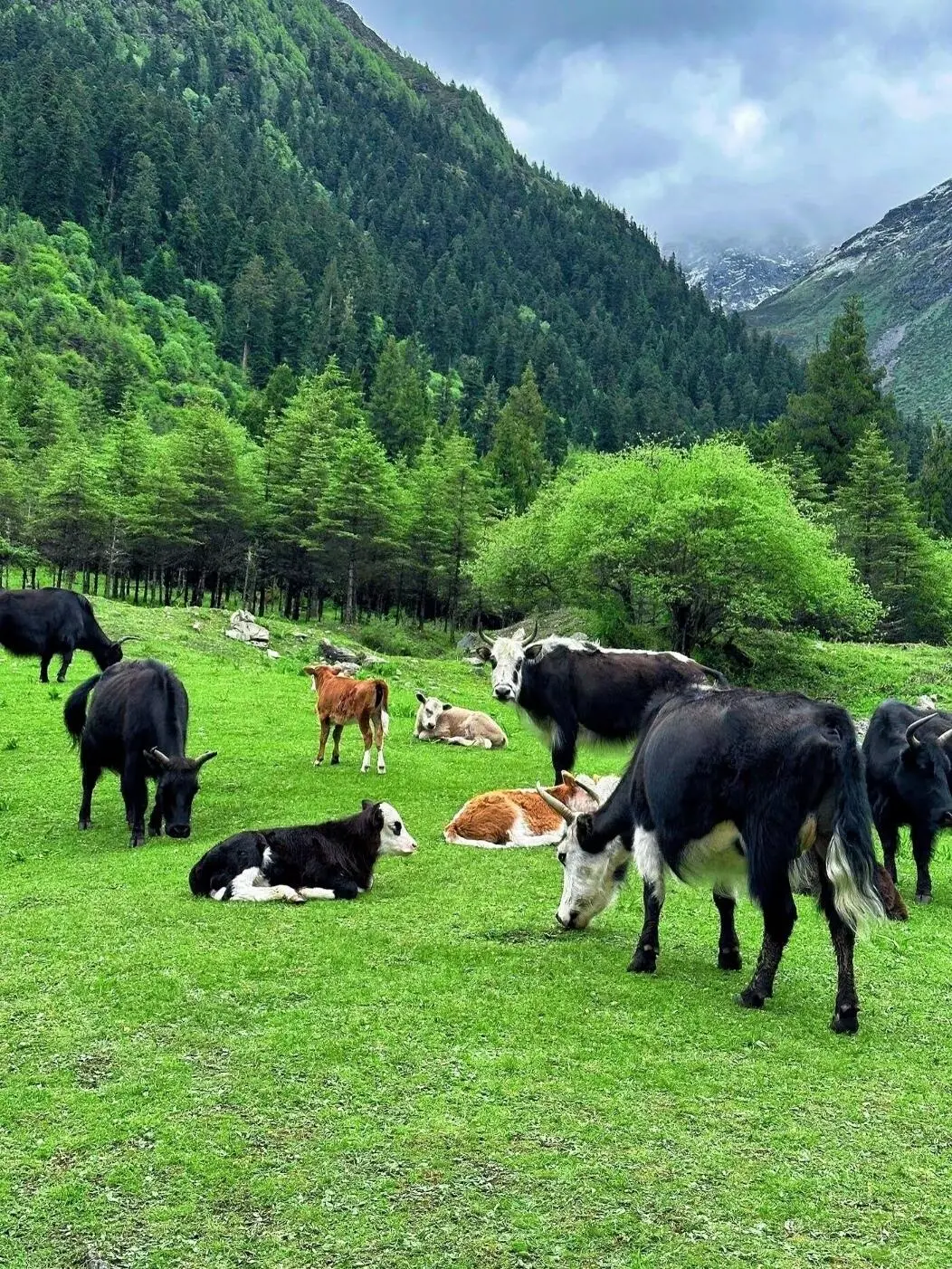 美哭我😭|||已经开始期待川西的春天来了