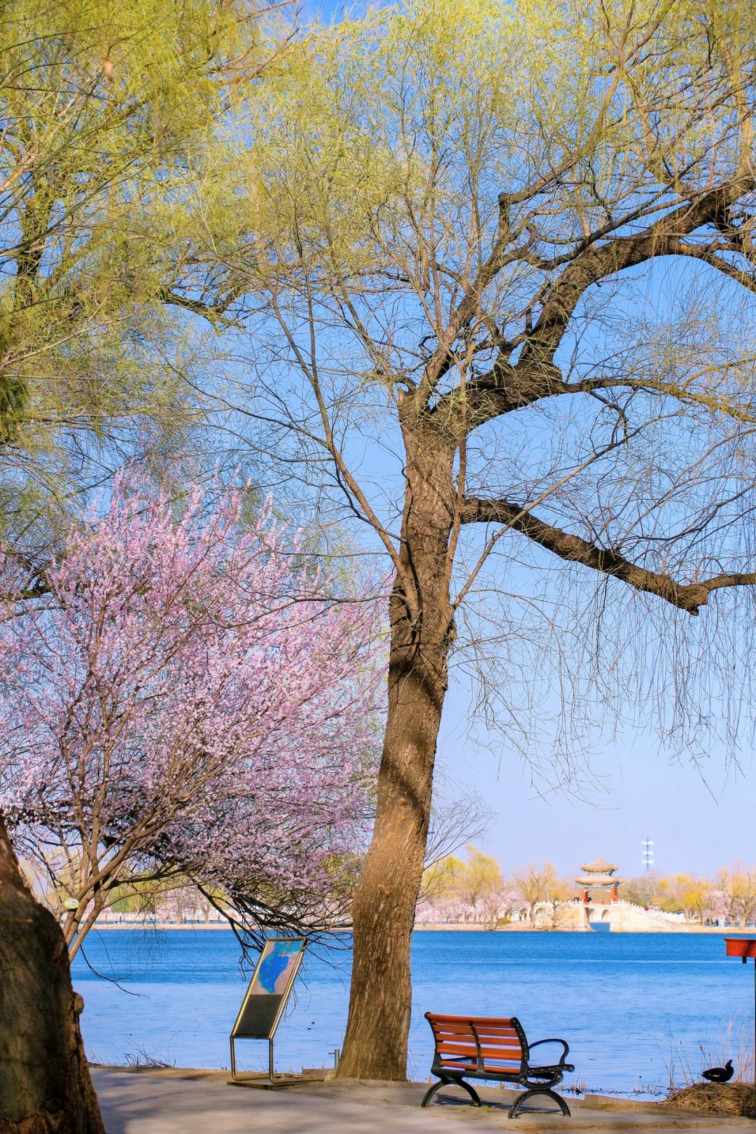 这一刻🌸春和景明具象化了🌷