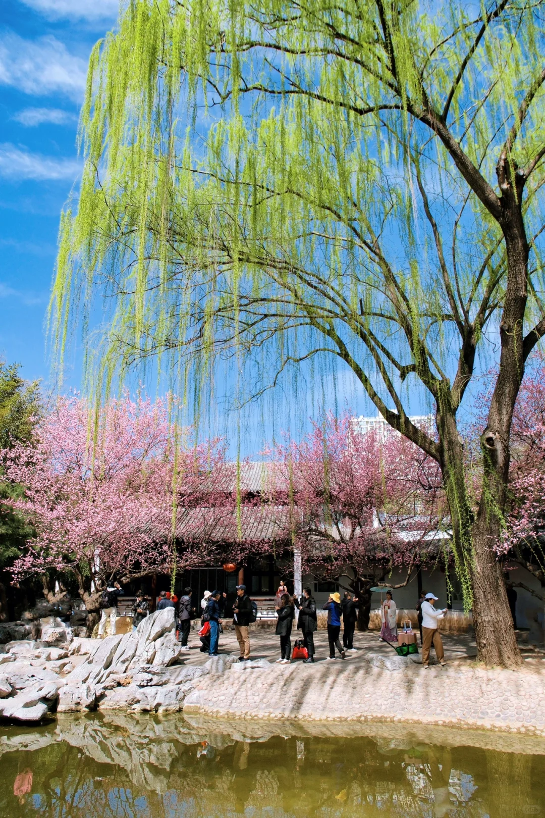 这一刻🌸春和景明具象化了🌷