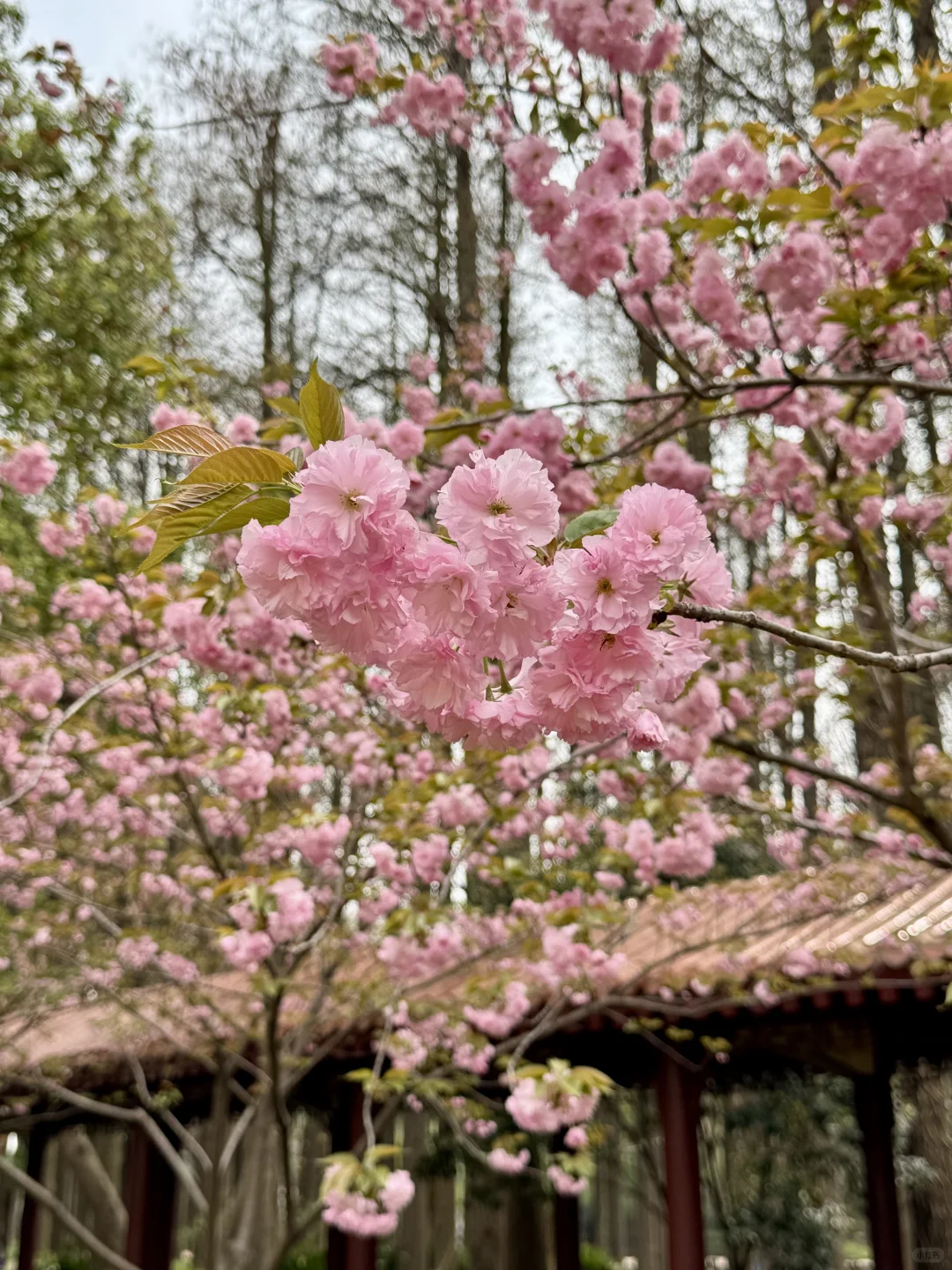 藏在东湖的小众景点，牡丹开爆了！