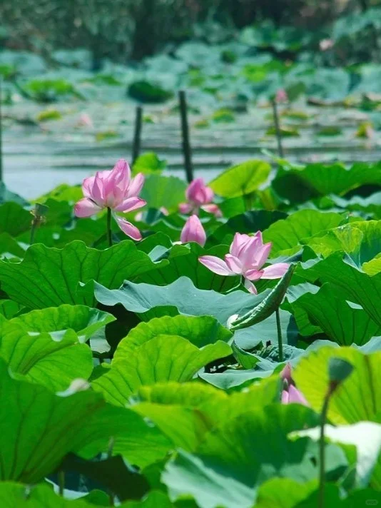 📍济宁九大必去景点