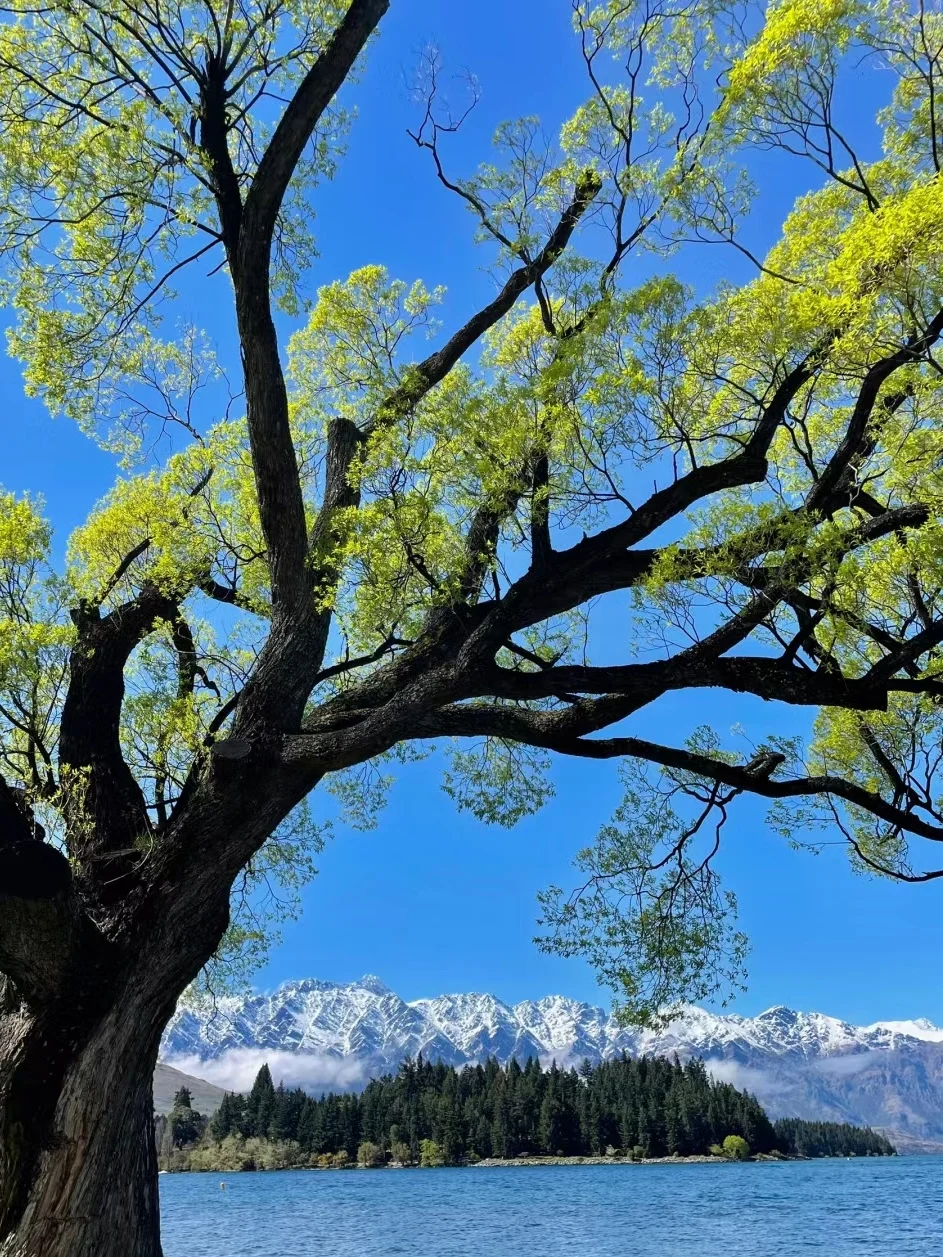 3.19新西兰已回,根本不像xhs说的那样。。