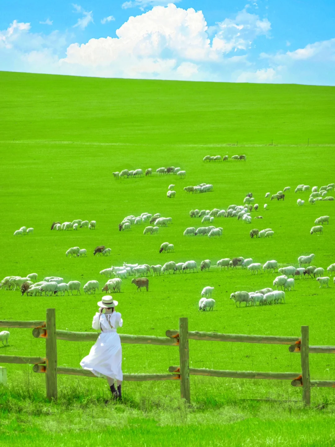 “我这一生,总有一个夏天要留给呼伦贝尔‼️”