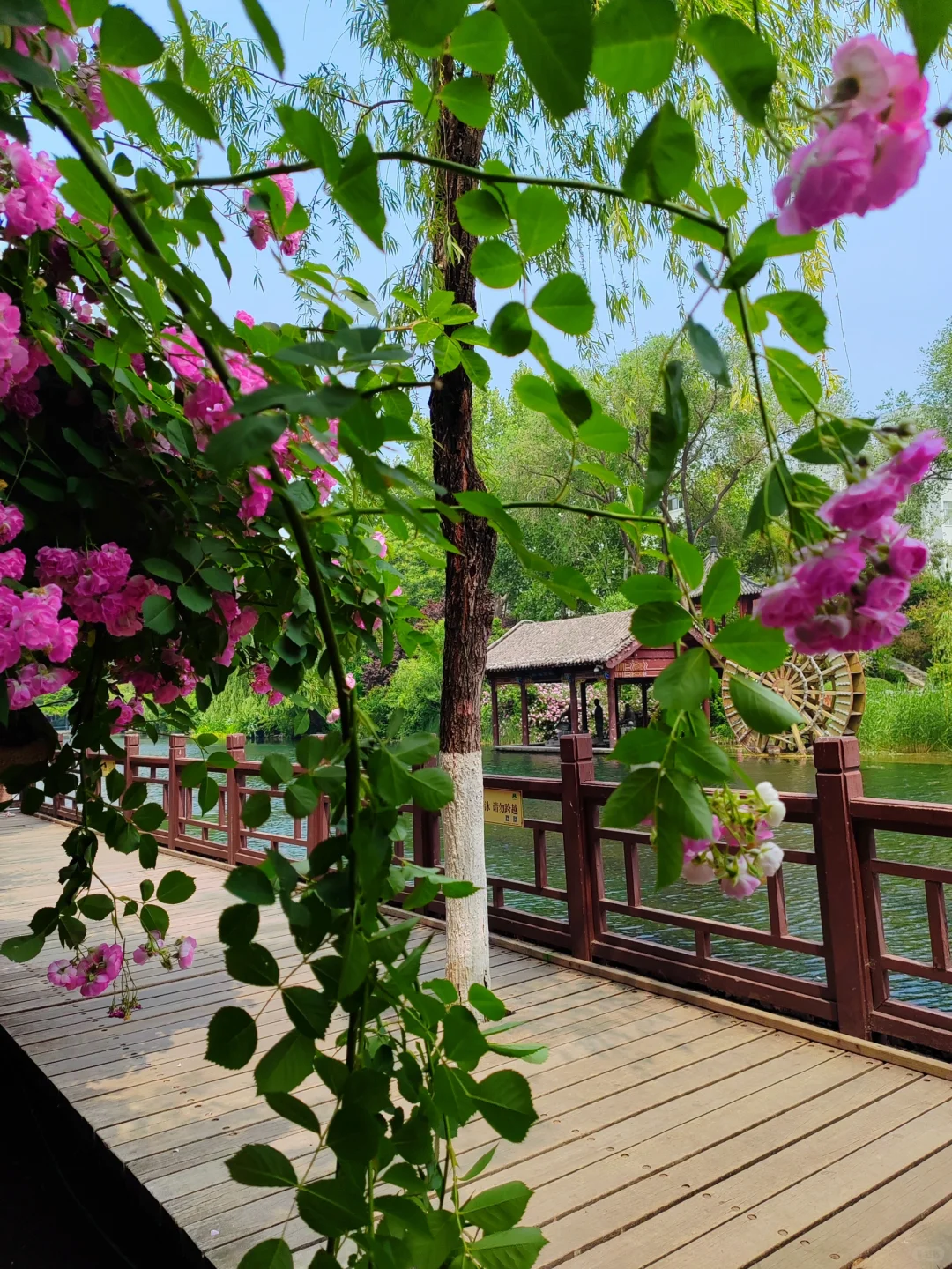 济南护城河水磨坊｜亲水栈道🌲绿意盎然