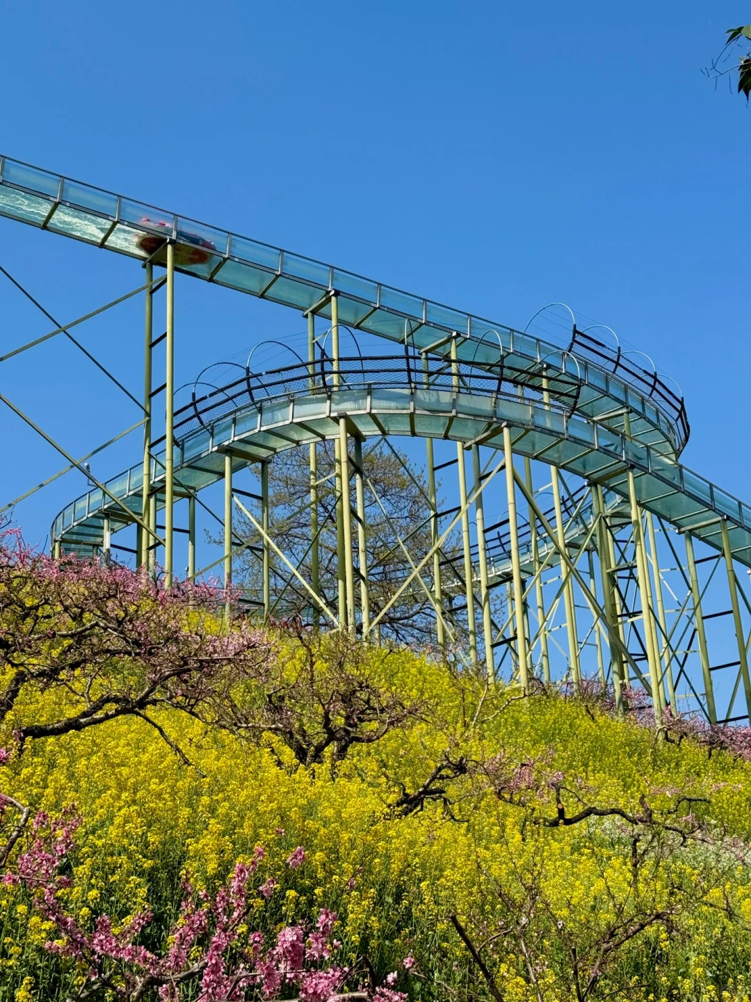 杭州1h❗️我找了春日限定的金色浪漫🌼🌼🌼