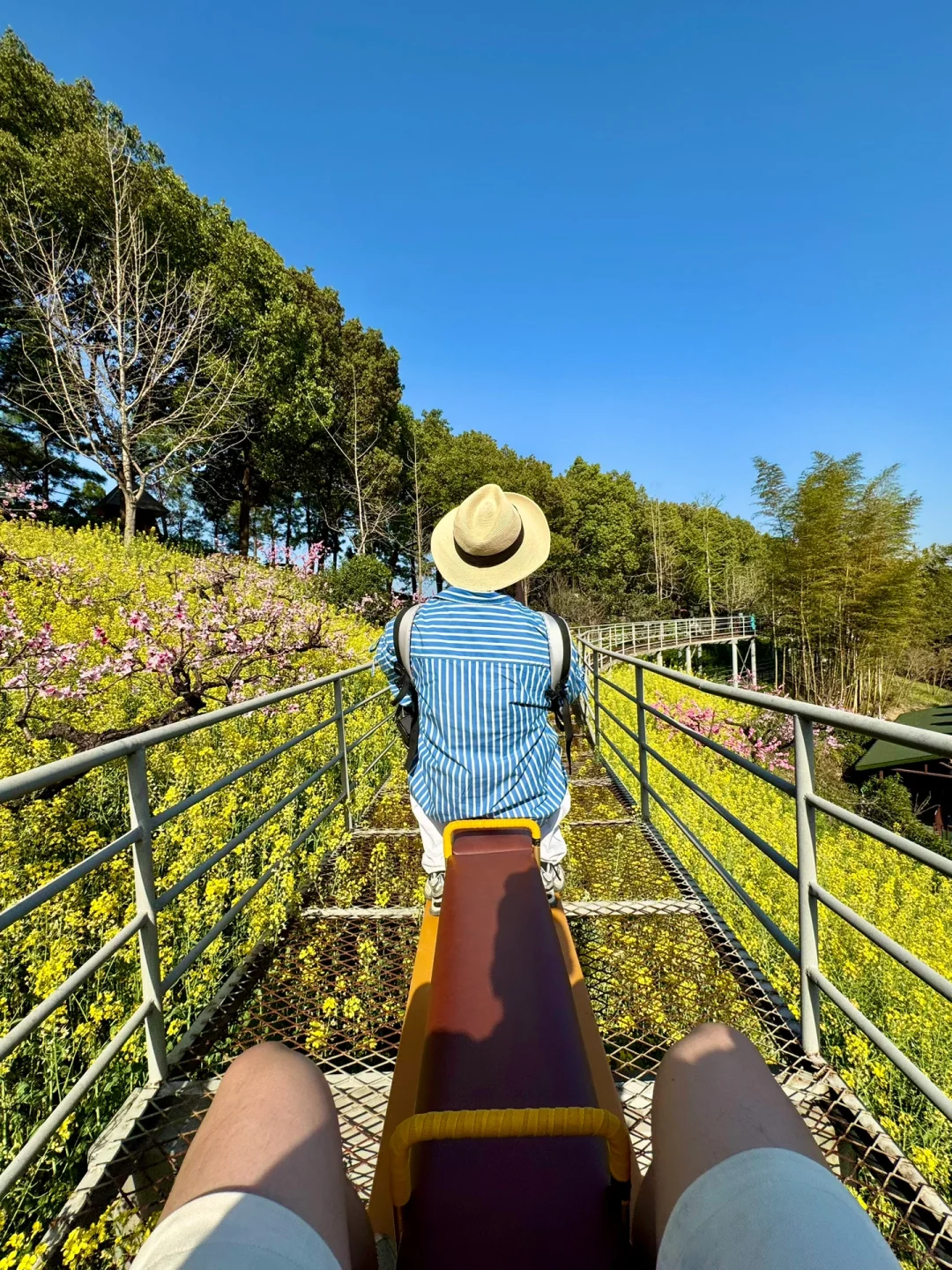 杭州1h❗️我找了春日限定的金色浪漫🌼🌼🌼