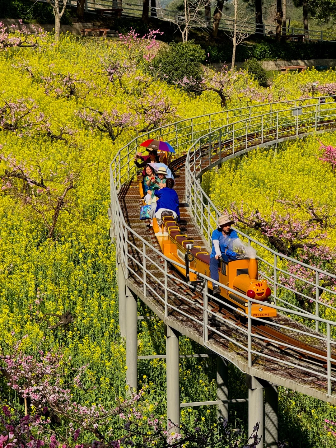 杭州1h❗️我找了春日限定的金色浪漫🌼🌼🌼