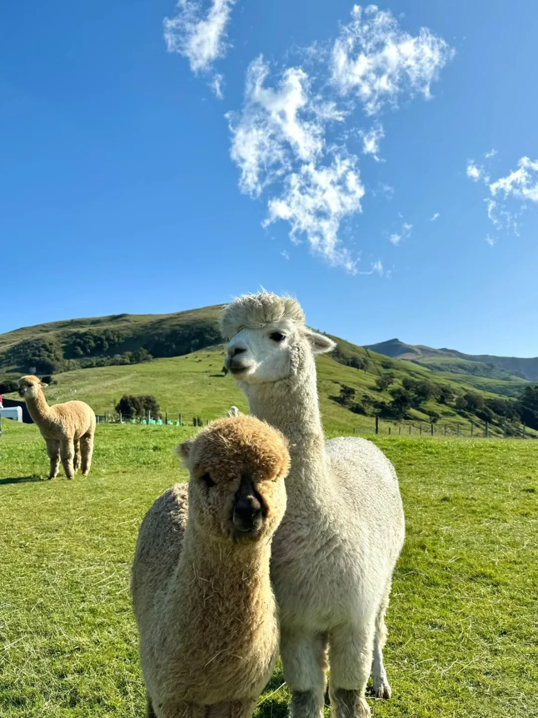 3.19新西兰已回,根本不像xhs说的那样。。