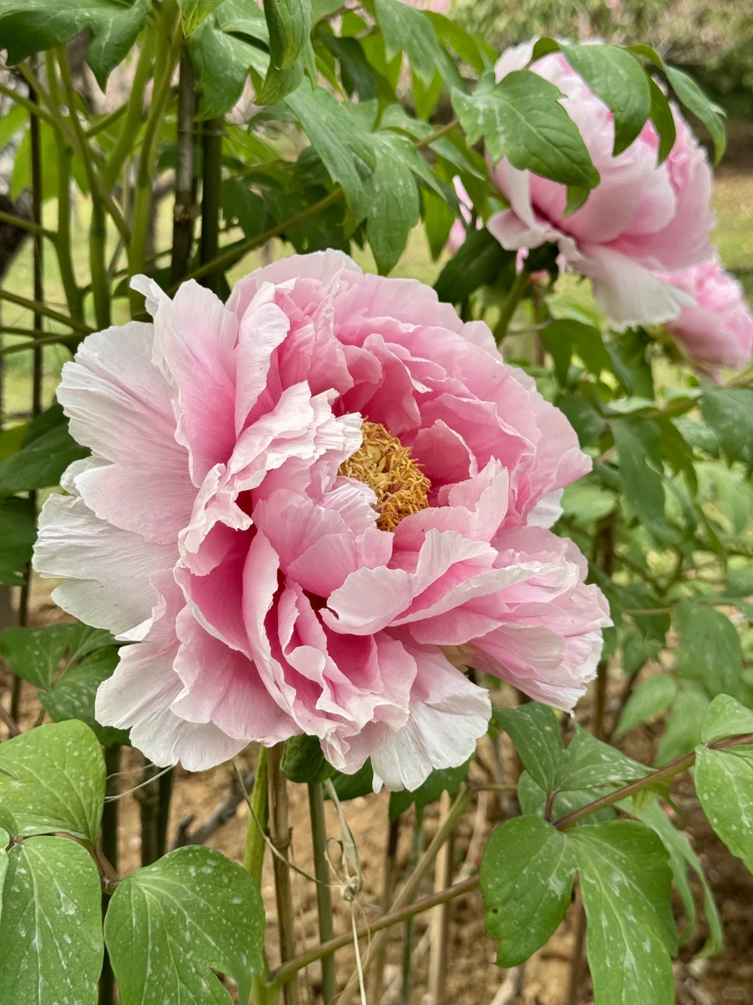 藏在东湖的小众景点，牡丹开爆了！