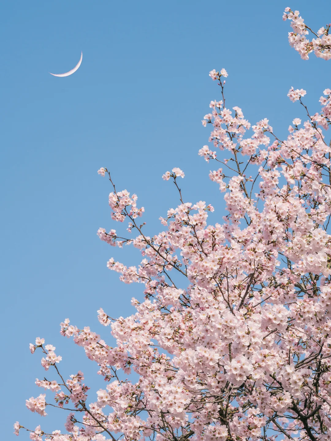 接下来的鼋头渚🌸将迎来万万次的春和景明