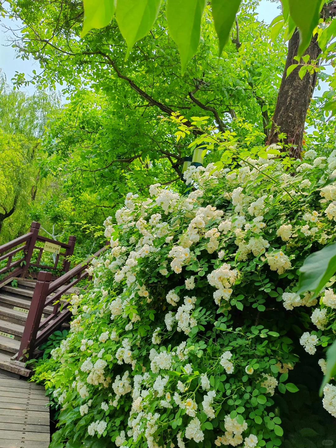 济南护城河水磨坊｜亲水栈道🌲绿意盎然