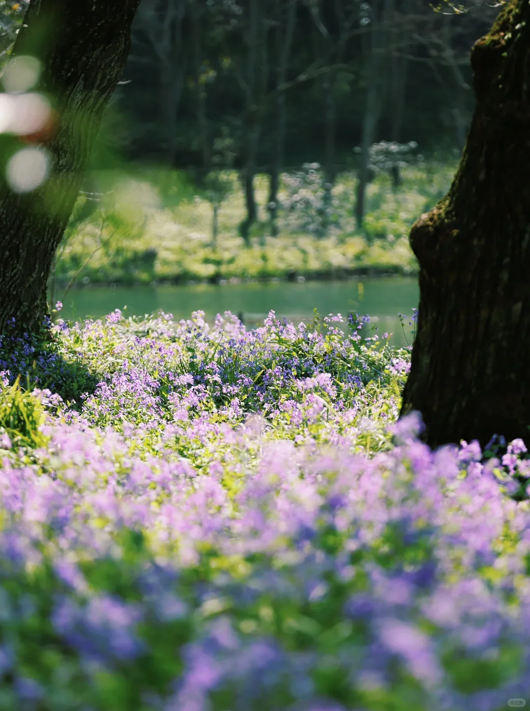 闯入莫奈花园!这大概就是油画里的春天🎨