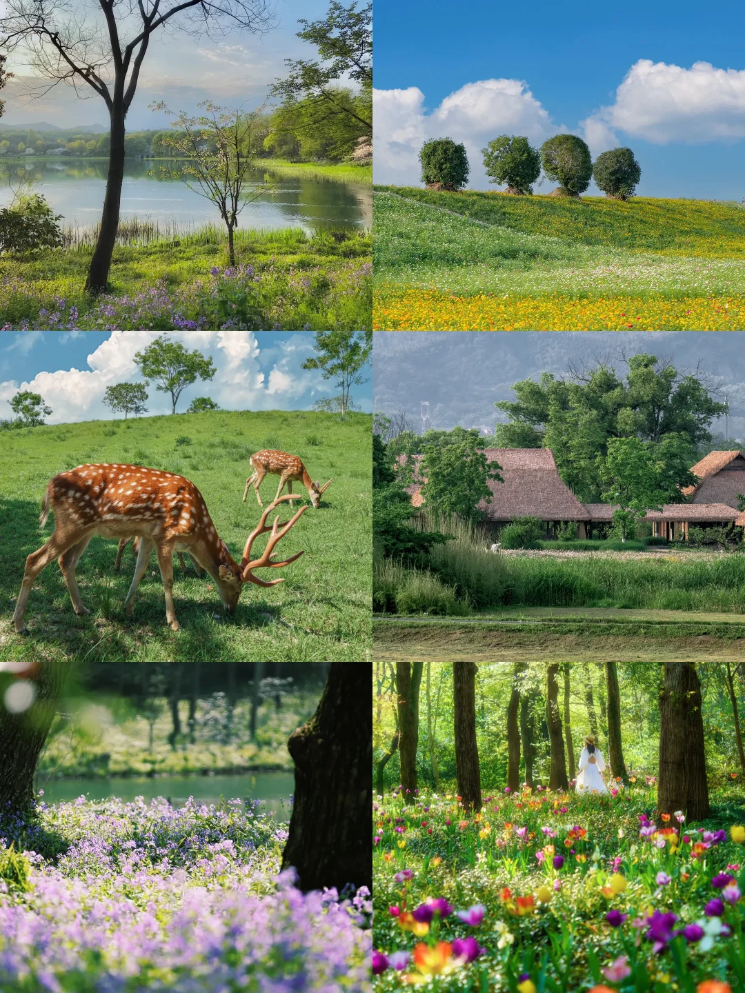 闯入莫奈花园!这大概就是油画里的春天🎨