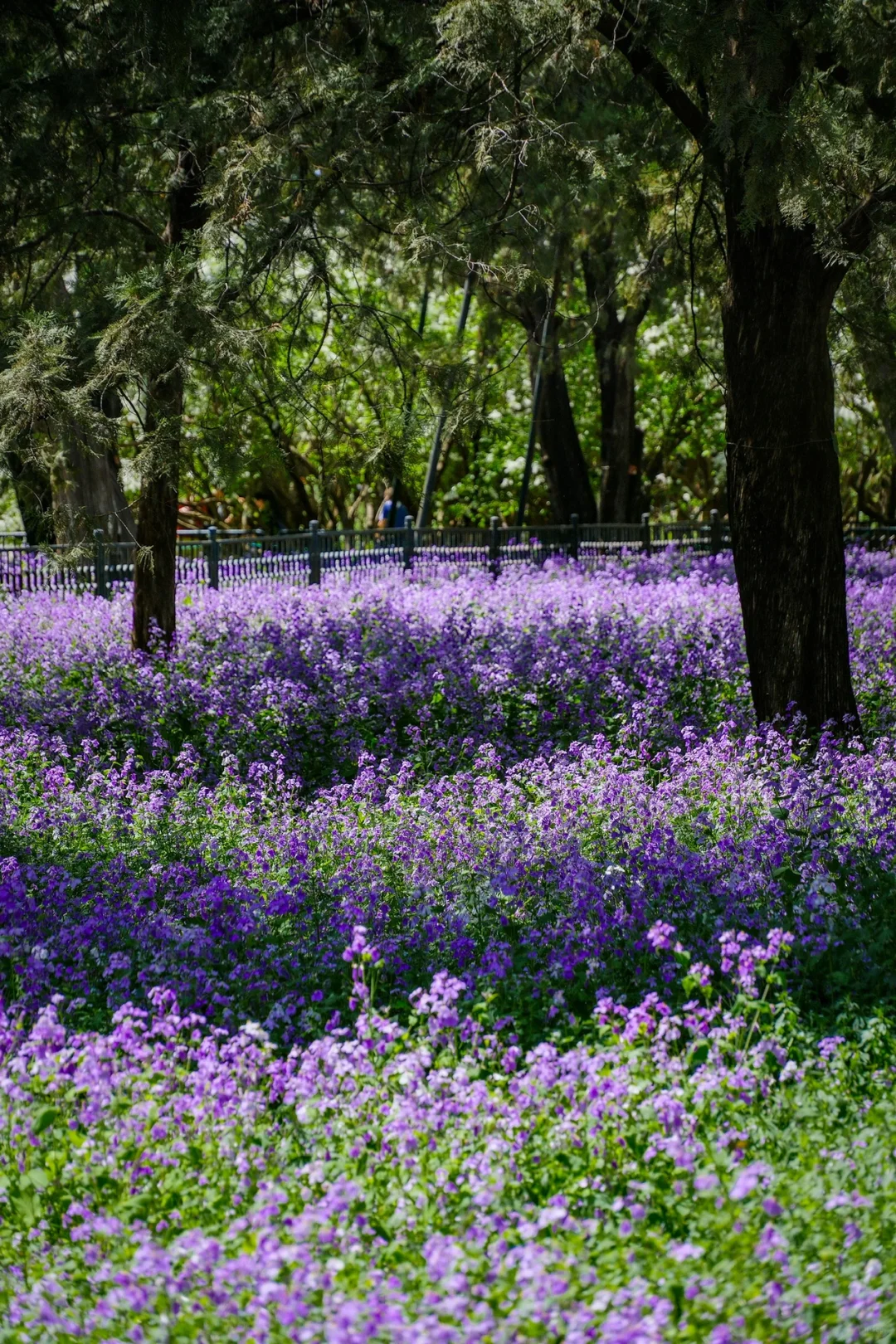 这一刻🌸春和景明具象化了🌷