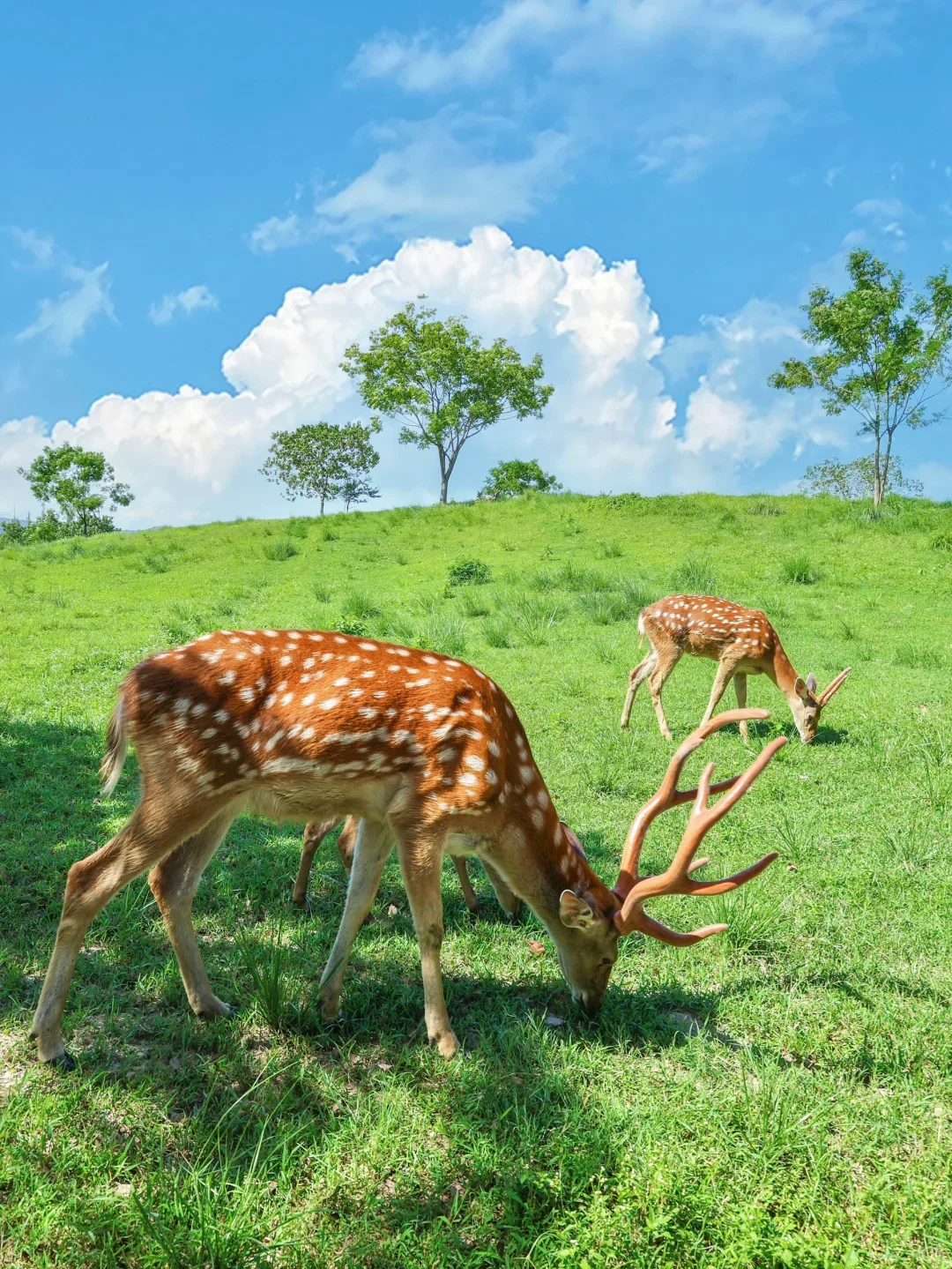 闯入莫奈花园!这大概就是油画里的春天🎨