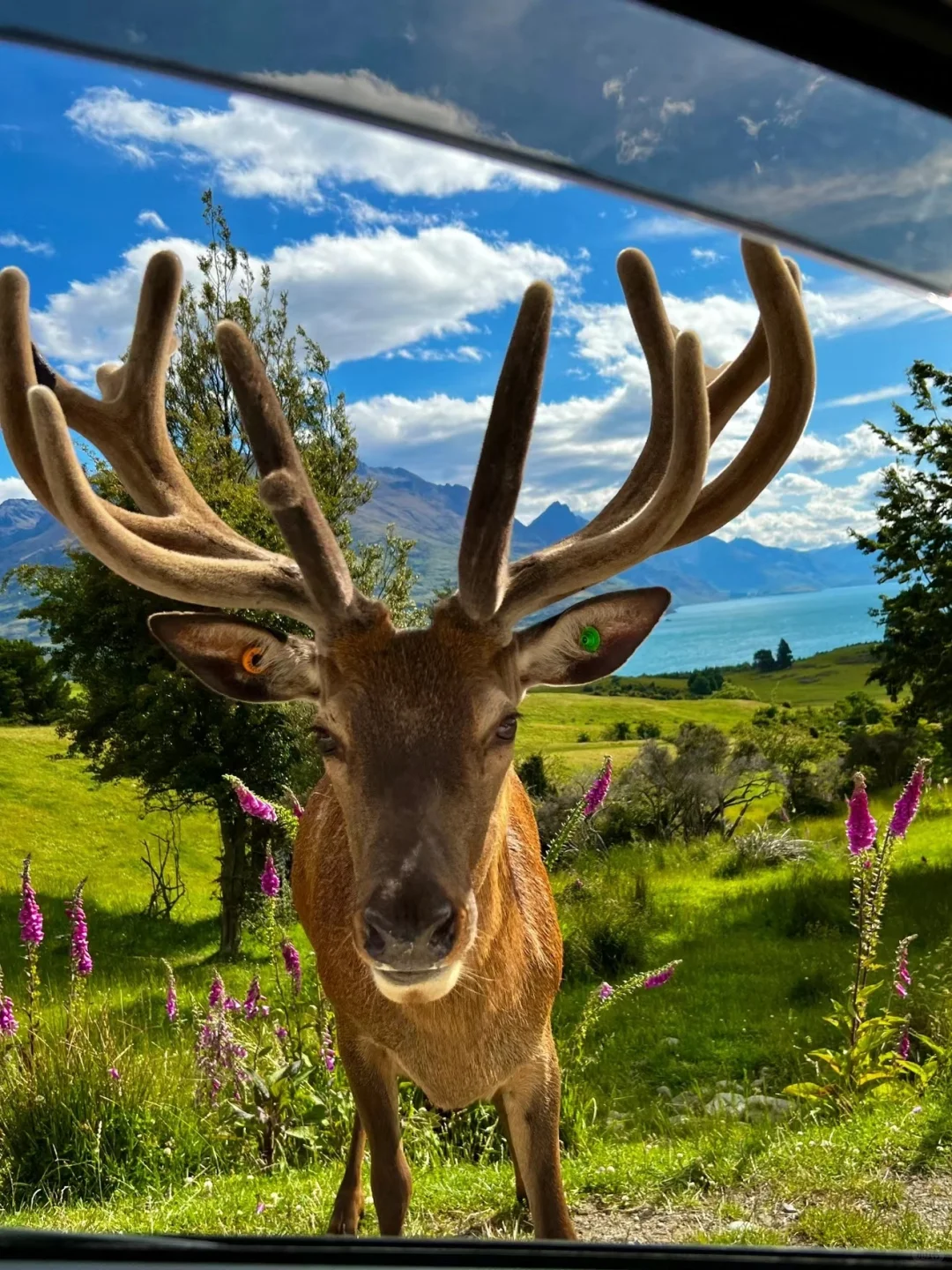 3.19新西兰已回,根本不像xhs说的那样。。