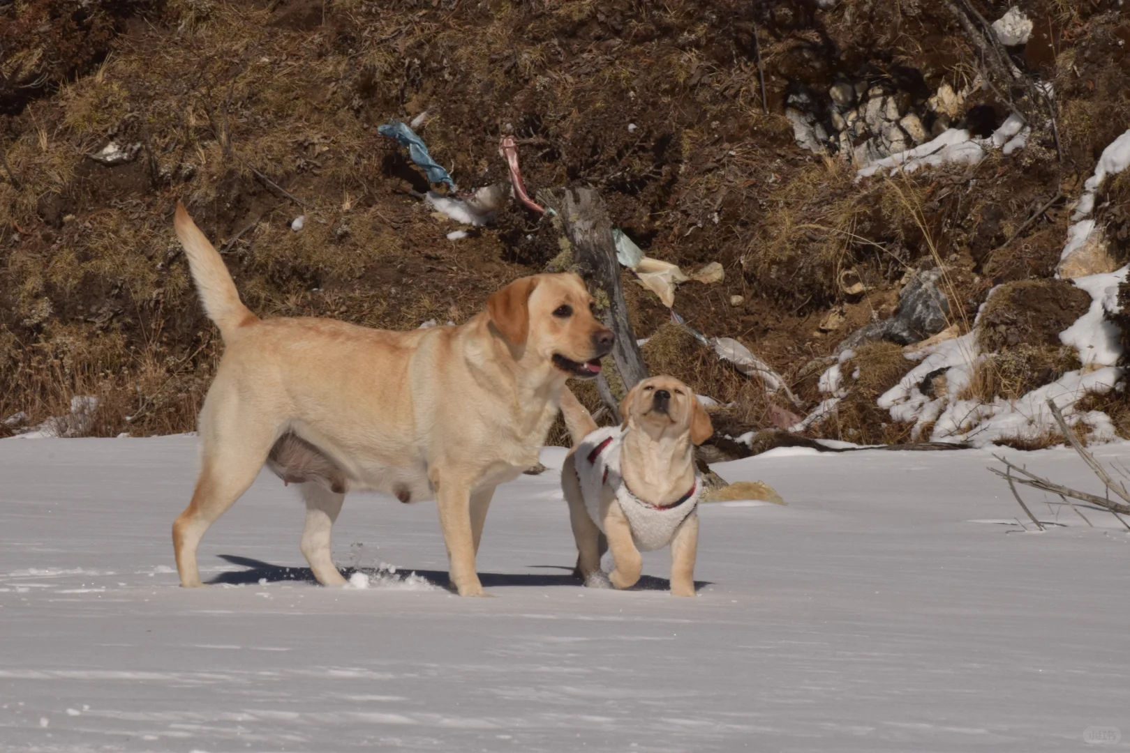 川西可以带狗狗的景区大全