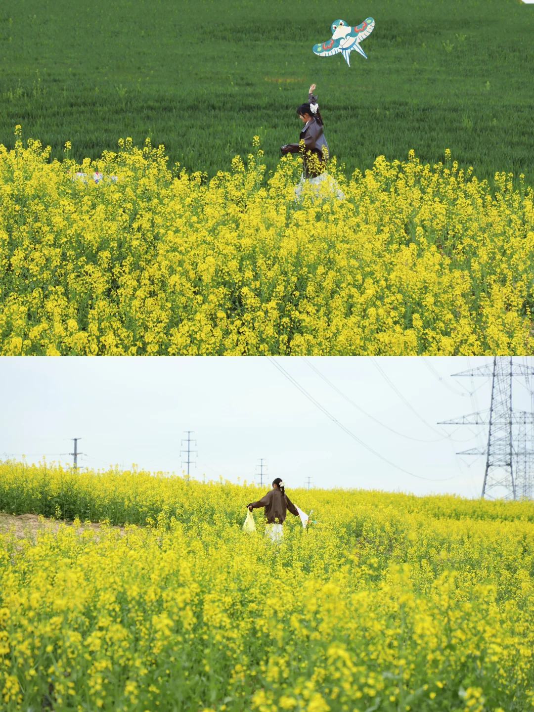 油菜花➕麦田➕风筝节🪁郑州清明踏青指南