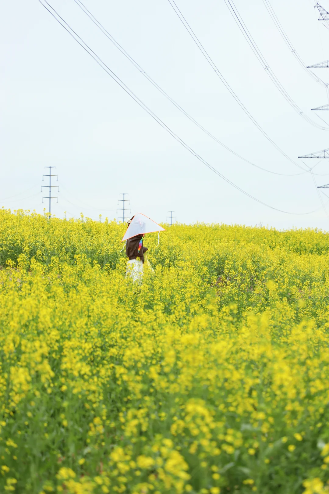 油菜花➕麦田➕风筝节🪁郑州清明踏青指南