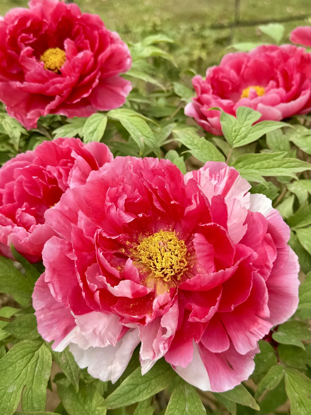 藏在东湖的小众景点，牡丹开爆了！