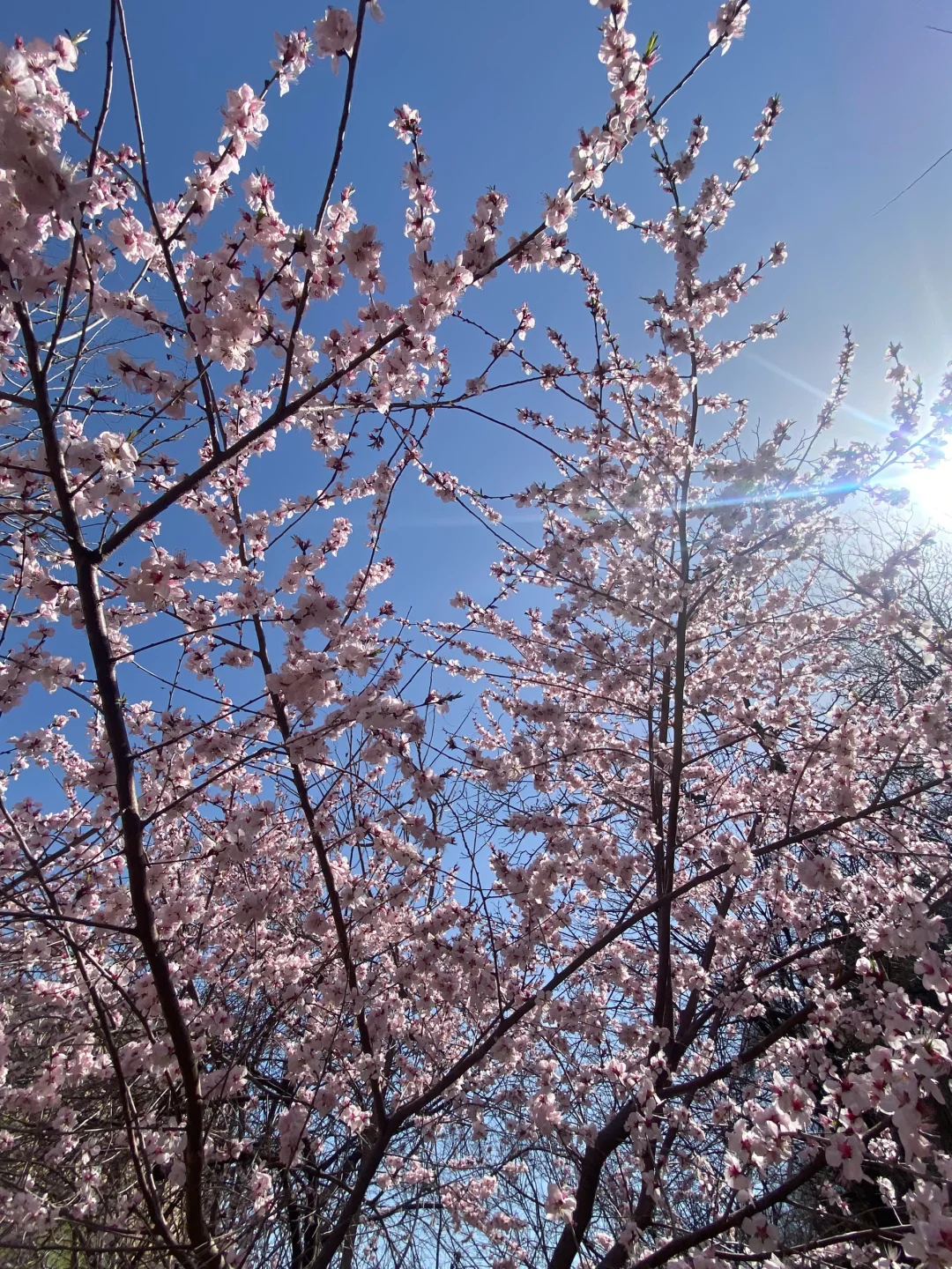 清明旅游｜解锁邯郸宝藏踏青好去处🌸