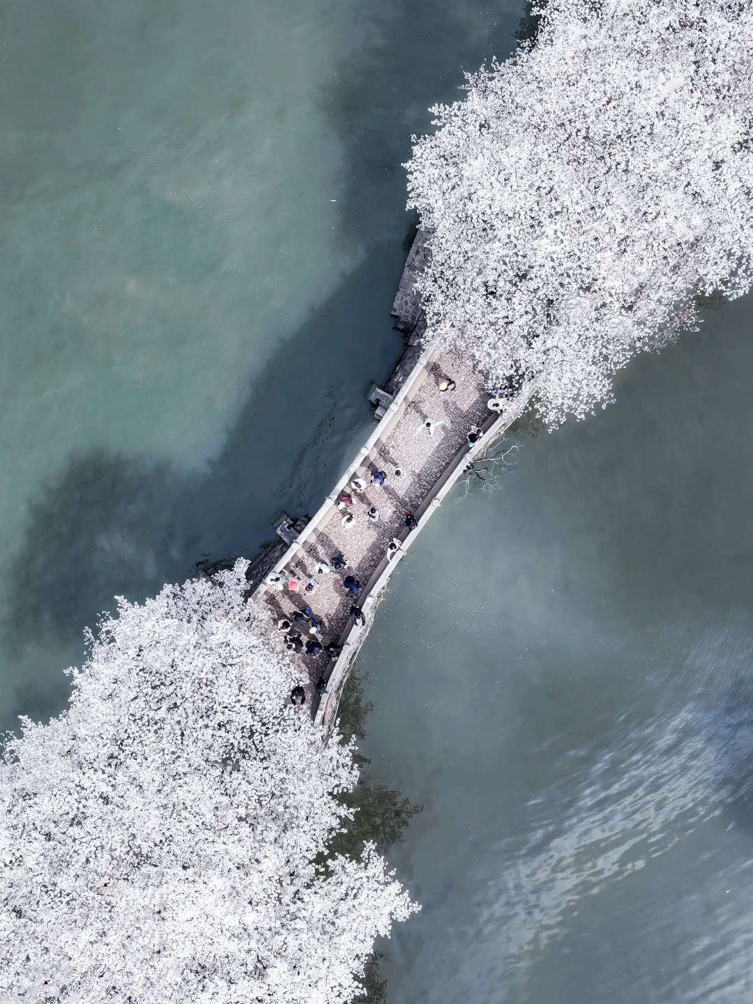 接下来的鼋头渚🌸将迎来万万次的春和景明